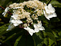 Hydrangea paniculata Grandiflora IMG_4644 Hortensja bukietowa